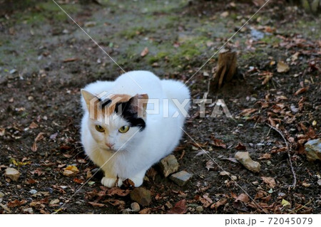 ぼーっと見ている　秋の日　三毛猫白　美しい　道　 72045079