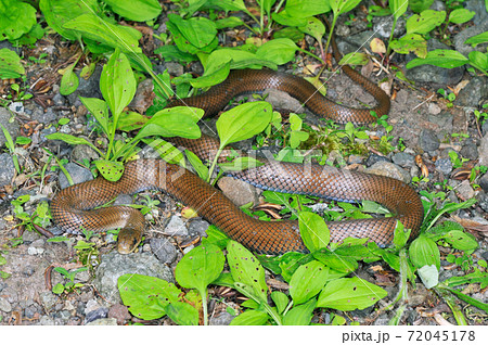 ジムグリの成蛇（北海道・知床） 72045178