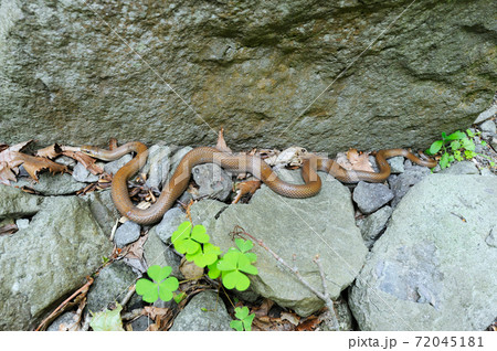 ジムグリの成蛇（北海道・知床） 72045181
