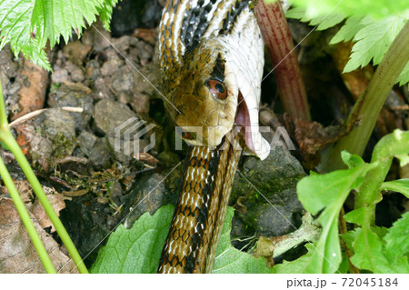シマヘビの共食い 北海道 知床 の写真素材