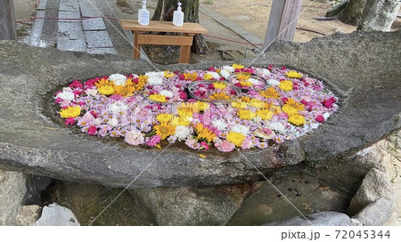 花浮かぶ手洗い場 花浮かぶ手洗い場 72045344