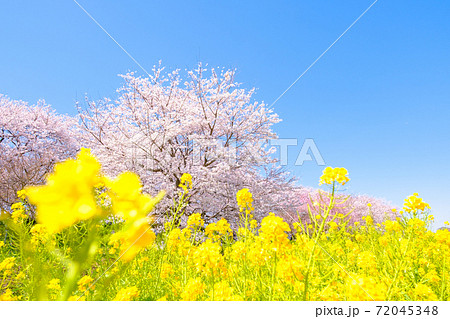 権現堂桜堤 72045348