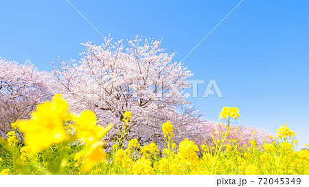 権現堂桜堤 権現堂桜堤 72045349