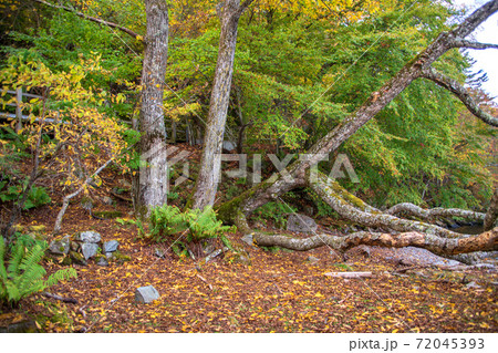 中禅寺湖　歌ヶ浜付近　湖畔散策　紅葉景色　秋景色　　 72045393