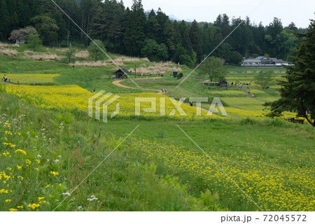 XT2国営アルプスあづみの公園里山文化ゾーン菜の花その7 XT2国営アルプスあづみの公園里山文化ゾーン菜の花その7 72045572