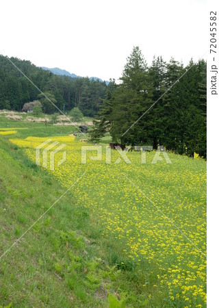 XT2国営アルプスあづみの公園里山文化ゾーン菜の花その17 72045582
