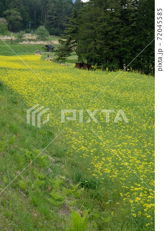 XT2国営アルプスあづみの公園里山文化ゾーン菜の花その20 72045585