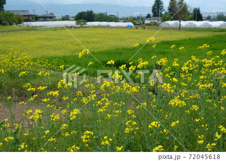 Xt2国営アルプスあづみの公園里山文化ゾーン菜の花その53の写真素材 72045618 Pixta