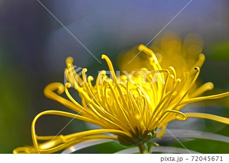 菊薫る 菊薫る 72045671