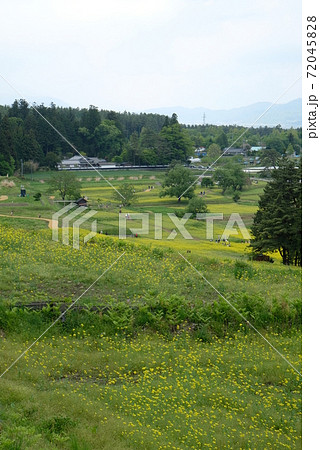 XT2国営アルプスあづみの公園里山文化ゾーン菜の花その72 XT2国営アルプスあづみの公園里山文化ゾーン菜の花その72 72045828
