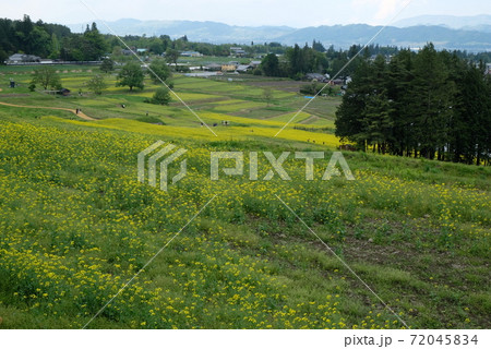 XT2国営アルプスあづみの公園里山文化ゾーン菜の花その78 XT2国営アルプスあづみの公園里山文化ゾーン菜の花その78 72045834