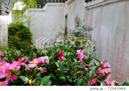 冠岳花川砂防公園の中国風の庭園と花の写真素材