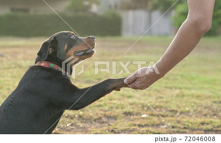 Dog paw holding onto a human hand. Dog paw holding onto a human hand. 72046008