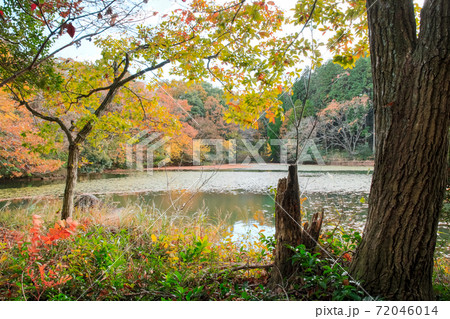 湖畔の紅葉 72046014