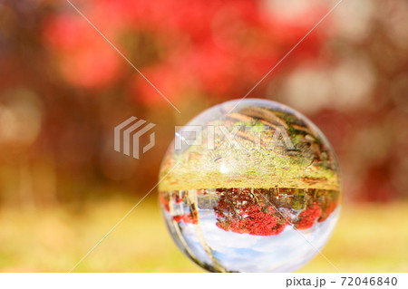 レンズボールで見た逆さまの紅葉8 レンズボールで見た逆さまの紅葉8 72046840