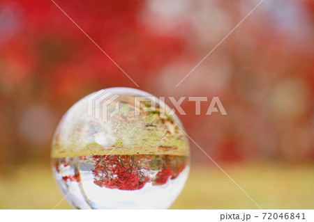 レンズボールで見た逆さまの紅葉9の写真素材