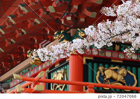 神田明神の随神門と桜の写真素材