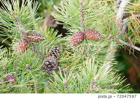 まつぼっくり 松かさの木 まつぼっくり 松かさの木 72047597
