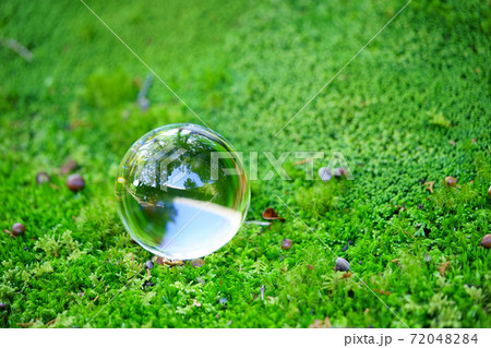 苔庭の涼感43 72048284