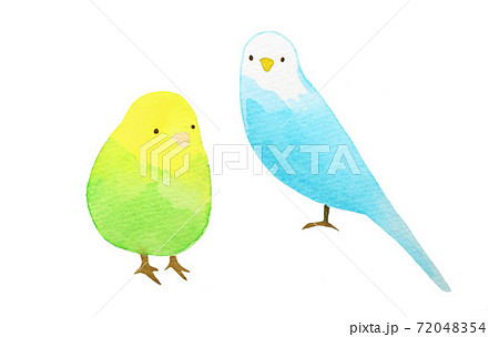 インコ インコ 72048354