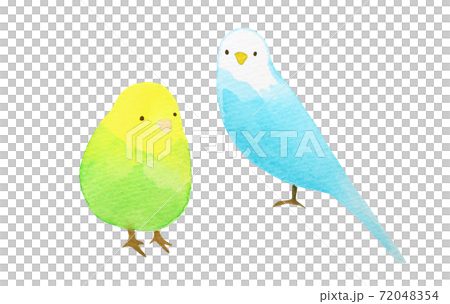 インコ インコ 72048354