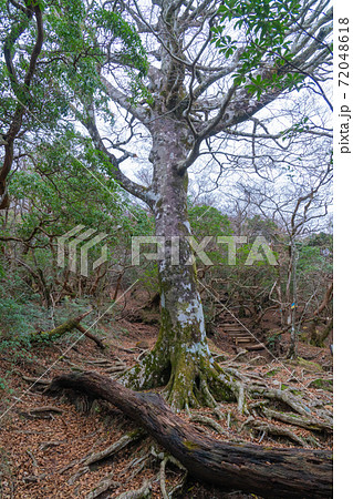 登山道にある大木(天城山) 登山道にある大木(天城山) 72048618