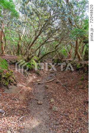 11月のアセビのトンネル（天城山） 72048620