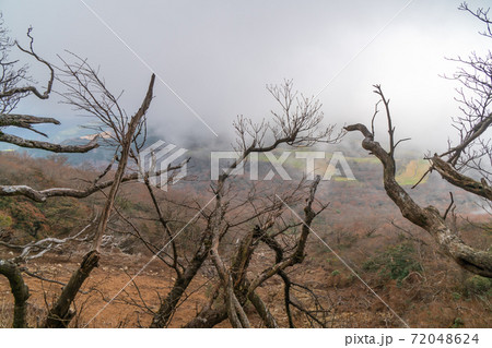 馬の背から見たガスで覆われた景色(天城山) 馬の背から見たガスで覆われた景色(天城山) 72048624