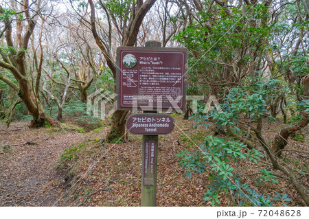 アセビのトンネル（天城山） 72048628