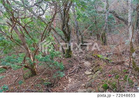 万二郎岳付近の登山道(天城山) 万二郎岳付近の登山道(天城山) 72048655