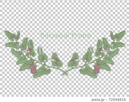Plant frame Acanthopanax senticosus 72048816