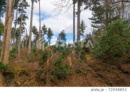 ヒメシャラの純林（天城山） 72048853