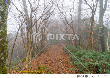 ガスで覆われた登山道(天城山) ガスで覆われた登山道(天城山) 72048866