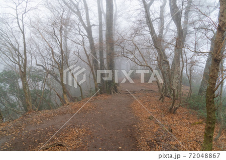 ガスで覆われた登山道(天城山) ガスで覆われた登山道(天城山) 72048867