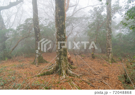 ガスで覆われた登山道(天城山) ガスで覆われた登山道(天城山) 72048868