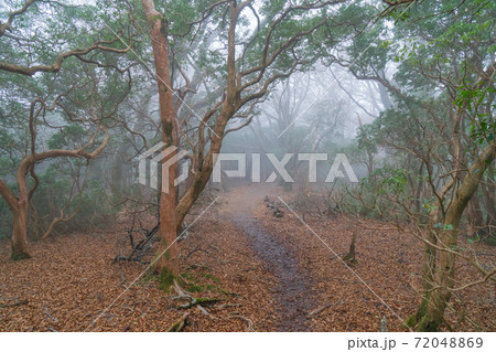 ガスで覆われた登山道（天城山） 72048869