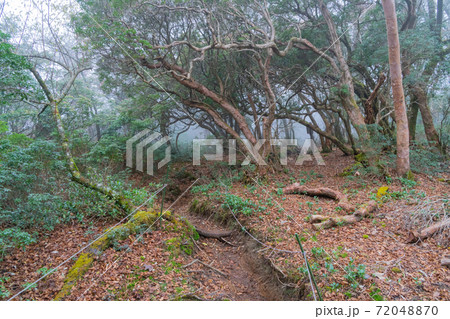 ガスで覆われた登山道(天城山) ガスで覆われた登山道(天城山) 72048870