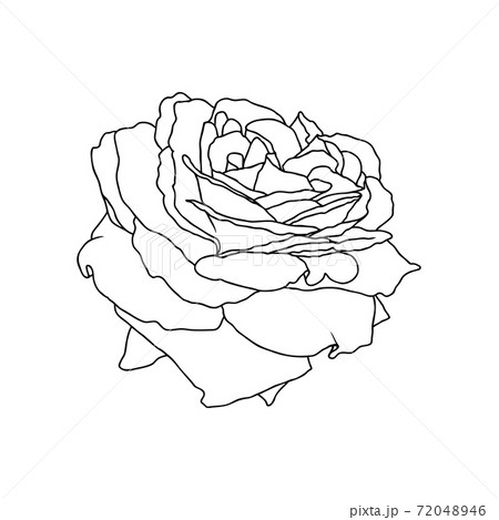 A line drawing of rose flower isolated on white background A line drawing of rose flower isolated on white background 72048946