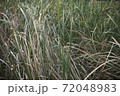 草 72048983