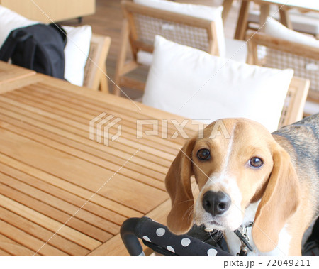 カフェテラスでリラックスのビーグル犬の写真素材