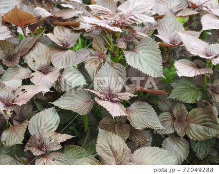 生い茂った赤紫蘇の葉 72049288