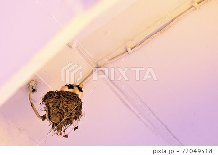 ツバメのヒナ ツバメのヒナ 72049518