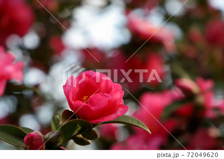 サザンカ 72049620