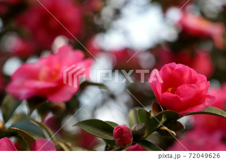 サザンカ サザンカ 72049626