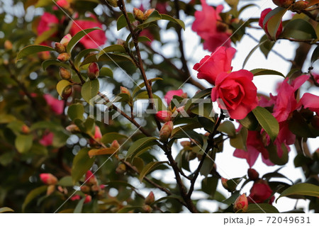 サザンカ 72049631