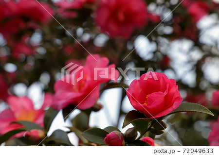 サザンカ 72049633