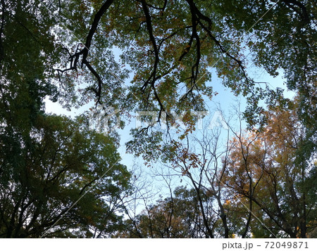 秋の紅葉の空 72049871