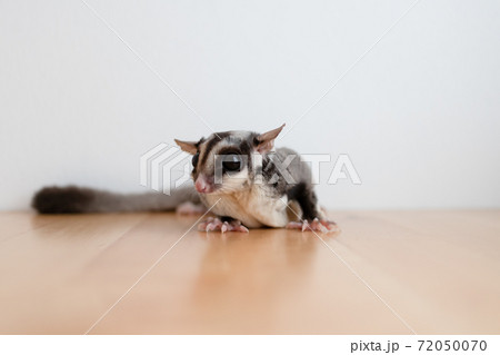 Cute little Sugar Glider on wooden table. 72050070