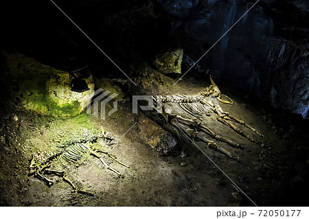 Skeleton of an ancient animal in a Mammoth cave in the Republic of Crimea, Russia. October 2, 2020 72050177