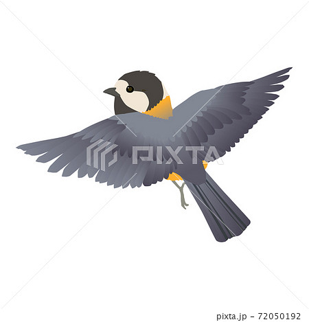 かわいい小鳥ヤマガラが飛ぶベクターイラストのイラスト素材 72050192 Pixta